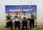 Dukung Program Ketahanan Pangan, Rutan Pekalongan Gelar Panen Raya Serentak
